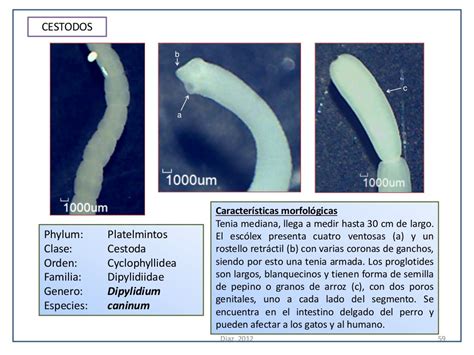 Atlas De Parasitologia Veterinaria