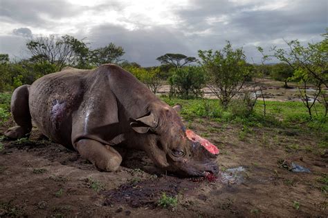 More Than Rhinos Poached In South Africa In