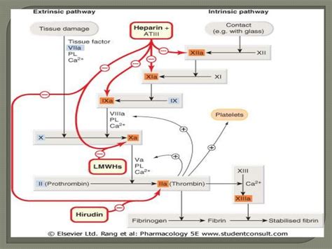 Coagulation Cascade