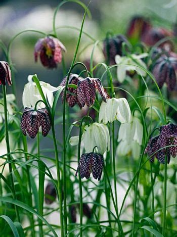 Buy A Organic Fritillaria Meleagris Mix Flower Bulb Pack Of Online