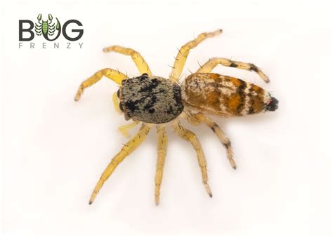 Banded Metallic Green Jumping Spider Cosmophasis Micans Juvenile