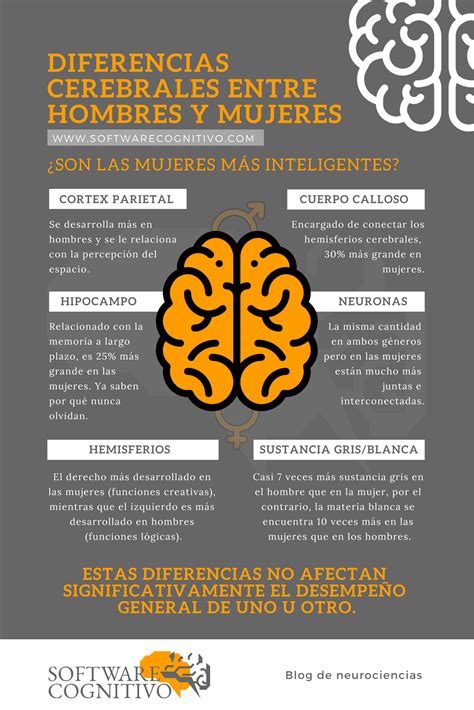 Cerebro De Hombres Y Mujeres