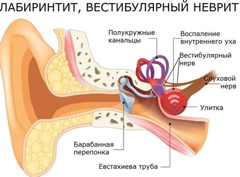 Причины головокружения. От чего постоянно сильно кружится голова.