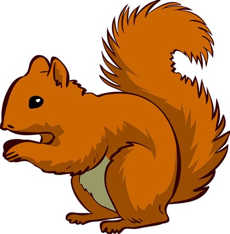 Download Squirrel, Animal, Pet. Royalty-Free Vector Graphic - Pixabay