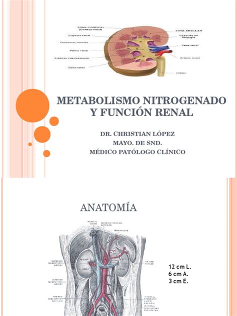 Pdf Metabolismo Nitrogenado Y Funci N Renal Dokumen Tips