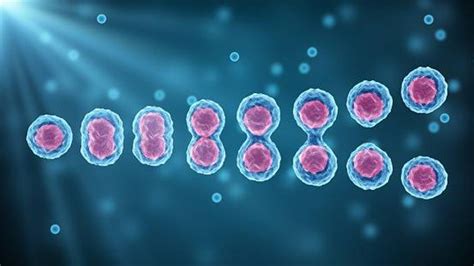 Alasan Pembelahan Meiosis Sangat Vital Dalam Siklus Hidup Organisme