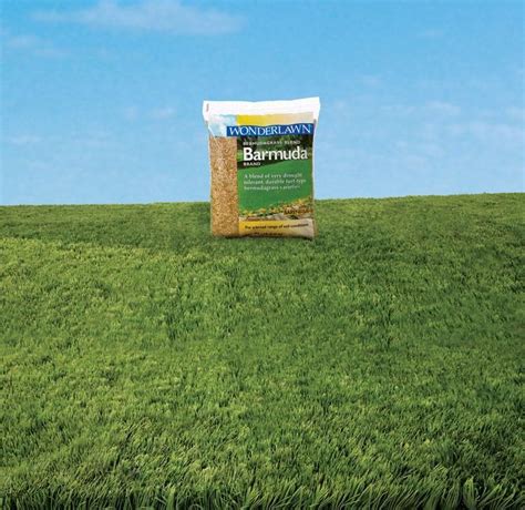 Barenbrug Wonderlawn Bermuda Grass Full Sun Grass Seed 1 Lb Bermuda Grass Grass Seed Seeding