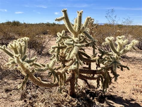 The Most Dangerous Plant In The Desert Dirty Freehub