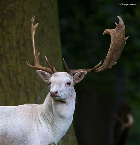 Zenfolio Uk Fallow Deer Stag