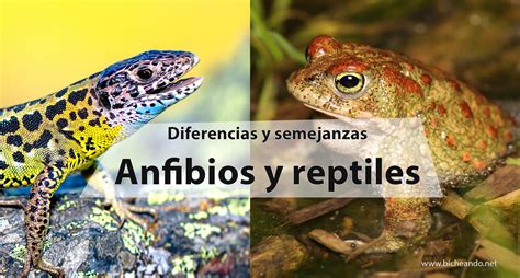 Diferencias Y Semejanzas Entre Anfibios Y Reptiles