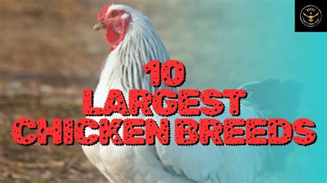 Top 10 Biggest Chicken Breeds 10 LARGEST CHICKEN BREEDS YouTube