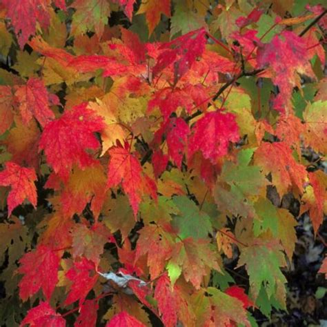 Acer Ruburm Fairview Flame Red Maple Starter Tree Live Plant Ebay