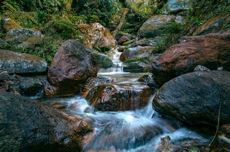 forest  close  behance