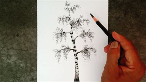 How To Draw A Birch Tree By Pencil Drawing For Beginners Youtube