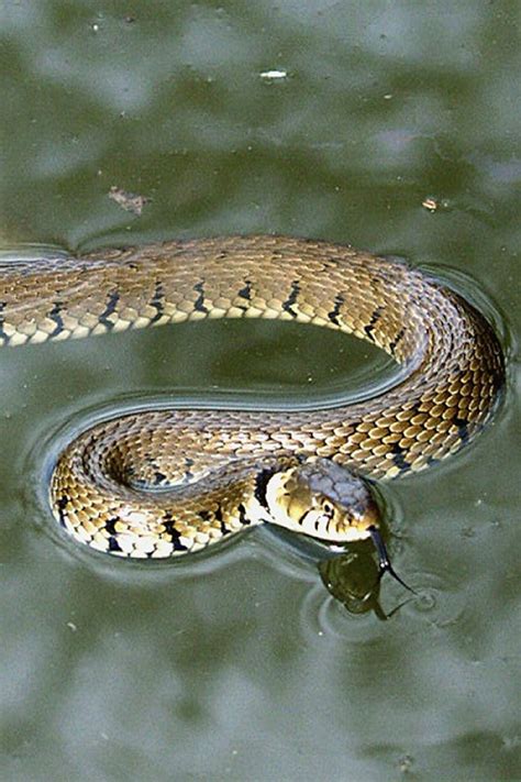 Grass Snake Facts And Pictures Reptile Fact
