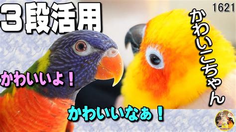 おしゃべり甘えん坊に可愛いの3段活用のゴシキセイガイインコFunny Talking Bird 1621 YouTube