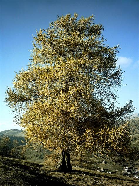 Larch Wikipedia