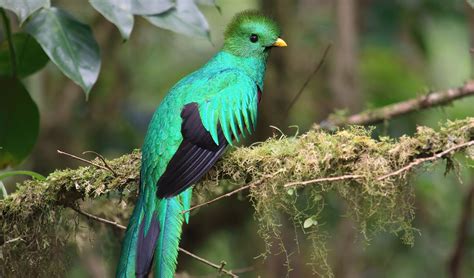 Resplendent Quetzal Facts Distribution And Population Biodb