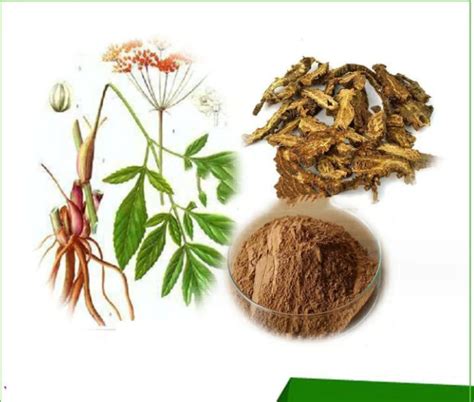 Qiang Huo Natural Chinese Traditional Herb Dried Notopterygium