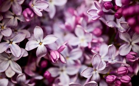 Lilac Background Wallpaper Wallpapersafari