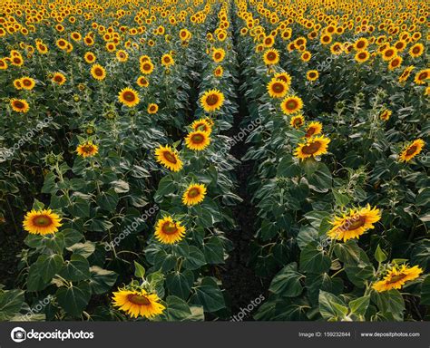 Aerial view of sunflower field in summer sunset Stock Photo by ...