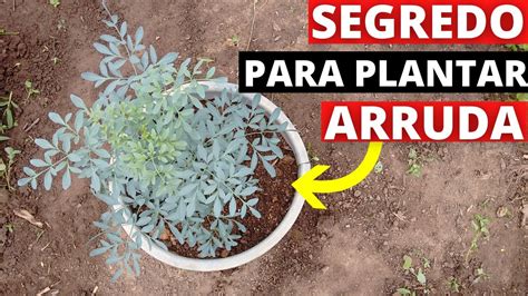 Como Plantar Arruda Pelo Galho Youtube