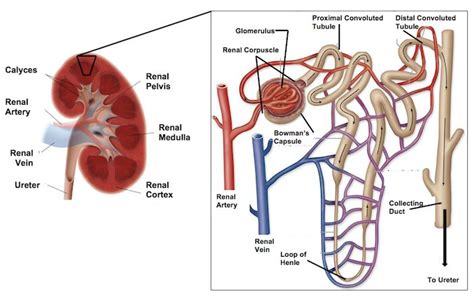 Nephron Introduction Structure And Function Basic Anatomy And