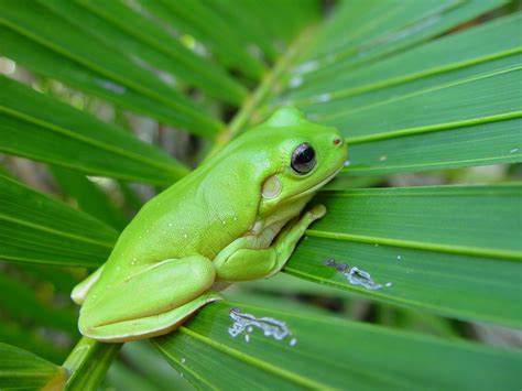 1920x1440 Wallpapers Free White Lipped Tree Frog Coolwallpapersme