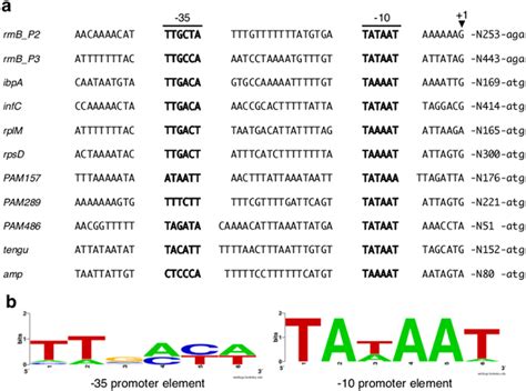 Sequence Conservation In The Rpodoy Dependent Promoter Region A