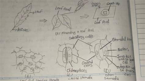 Class 10 Science Practical Structure Of A Mounting A Leaf Peel B Leaf Peel Showing Stomata