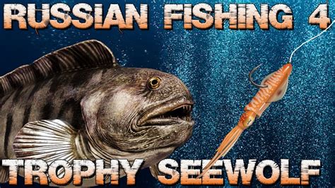 Trophy Gestreifter Seewolf Russian Fishing 4 PantoffelPlays YouTube