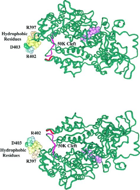 Actin binding sites on myosin. The crystal structure of the motor ...