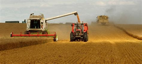 La Fao Defiende Que El Trigo Uno De Los Tres Cereales Más Consumidos