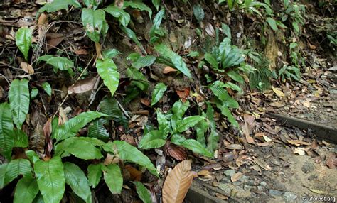 Singapore Fern Tectaria Singaporiana