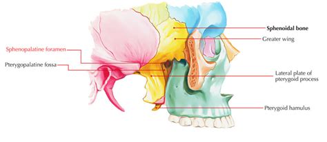 Sphenopalatine Foramen – Earth's Lab