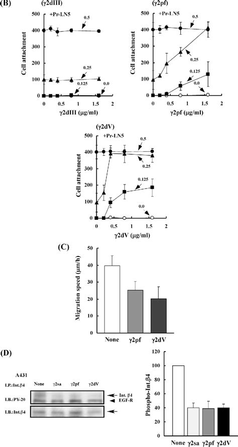 Figure 1 From The Short Arm Of Laminin Gamma2 Chain Of Laminin 5