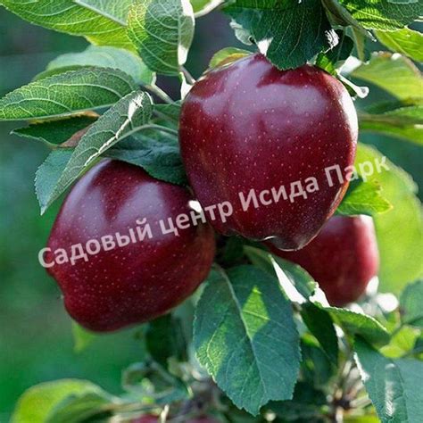 Яблоня Роял Ред Делишес саженцы купить в Москве и Подмосковье в питомнике