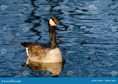 Canada Goose In Sunrise On Blue Pond Stock Image Image Of Skein