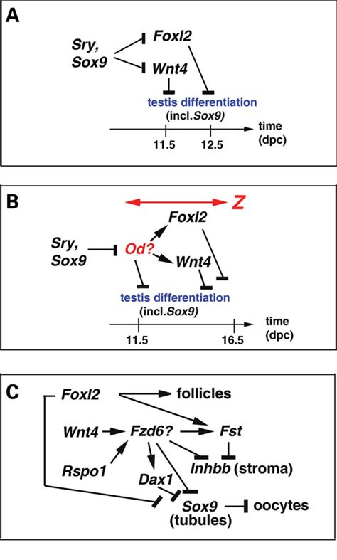 [pdf] Loss Of Wnt4 And Foxl2 Leads To Female To Male Sex Reversal