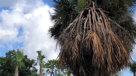 Floridas Palm Trees Under Attack By Microscopic Disease Wpec