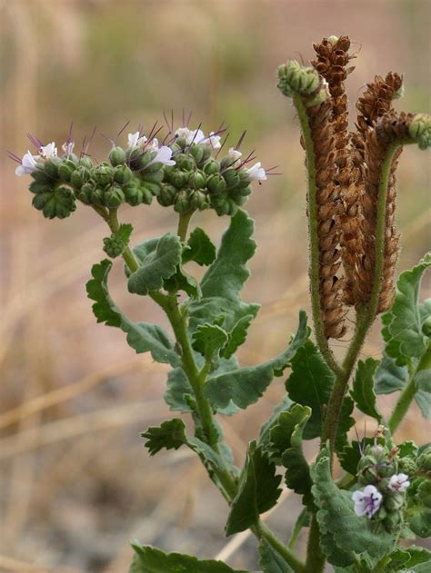 Phacelia