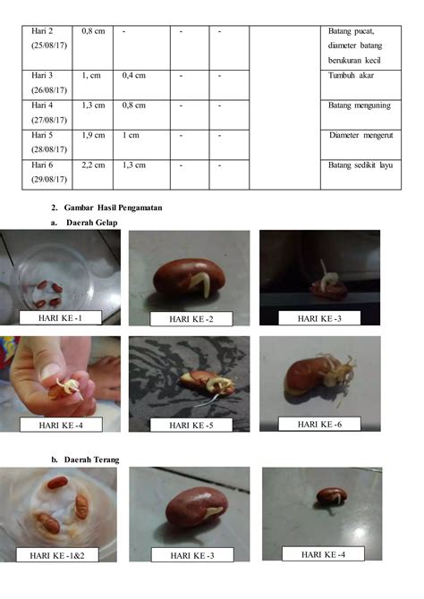 Pengaruh Cahaya Terhadap Pertumbuhan Kacang Merah Pdf