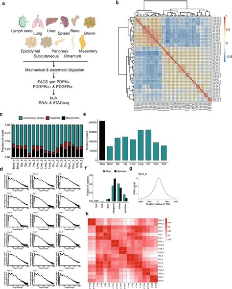 Mouse Fibroblast Bulk Rna Seq And Atacseq A Diagram Of Tissues