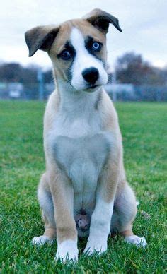 Siberian husky/ boxer mix on Pinterest | Boxer Mix, Husky Mix and Siberian Huskies