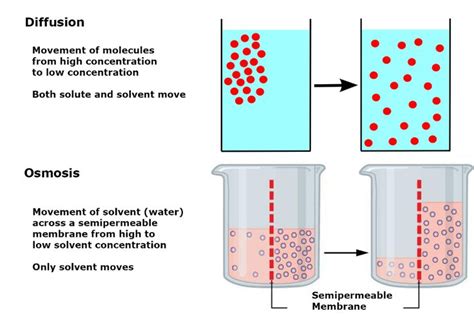 Two Beaks Filled With Red Liquid And Labeled In The Words Diffusion