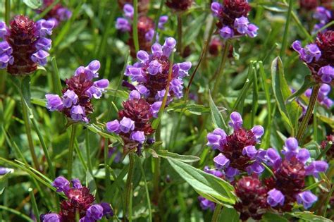Prunella vulgaris. Characteristics, cultivation and medicinal ...