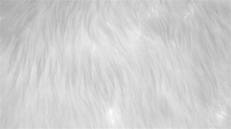 White Fur Texture Stock Photos, Images and Backgrounds for Free Download