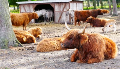 Scottish Cattle Breeds - Farmhouse Guide