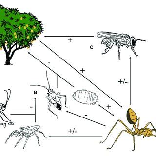 | Weaver ants (Oecophylla spp.) interact with predators and parasitoids ...