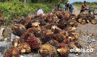 Harga Di Kaltim Naik Jadi Rp2 166 29 Kg Tapi Masih Terpaut Jauh Dari